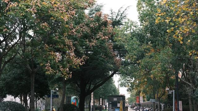 域见上海·域见奉贤｜奉浦秋日限定！这三条宝藏路线，承包所有秋日浪漫，刷爆朋友圈就靠它