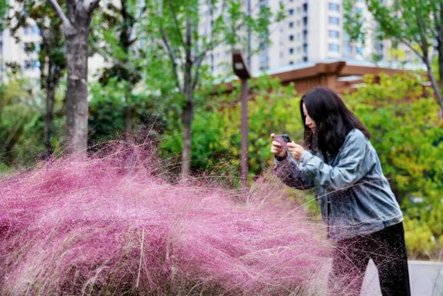 【美丽瀍河】瀍河这份秋季浪漫藏不住了!错过再等一年...