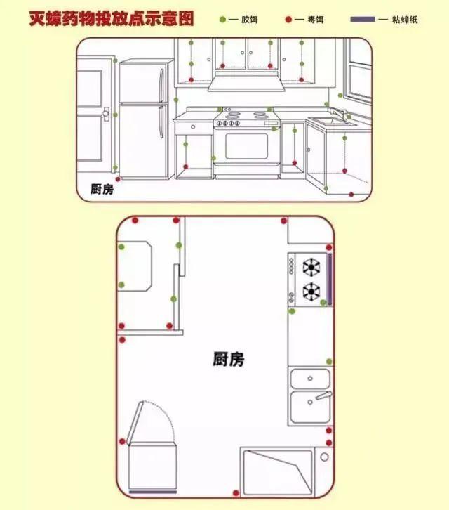 头皮发麻！蟑螂会咬人？专家说……