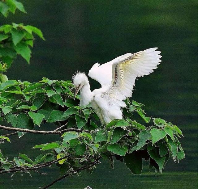 写点生活｜湘湖鹭影
