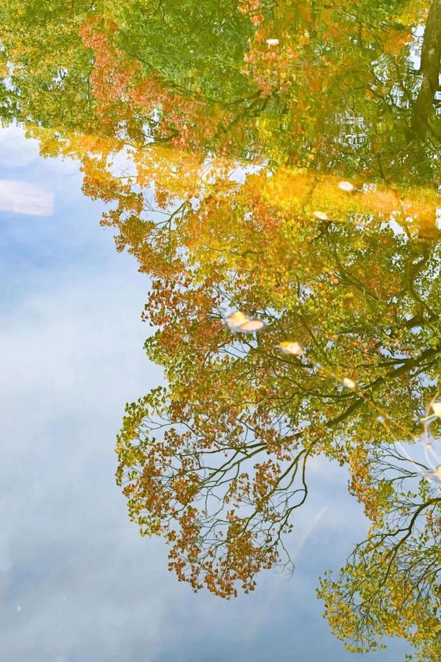 南京这棵树，刷屏了