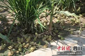 宜宾翠屏：稻花香里听蛙鸣 一田多丰收图片