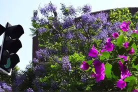 成都蓝花楹开成浪漫花海 一起解锁初夏的浪漫吧图片