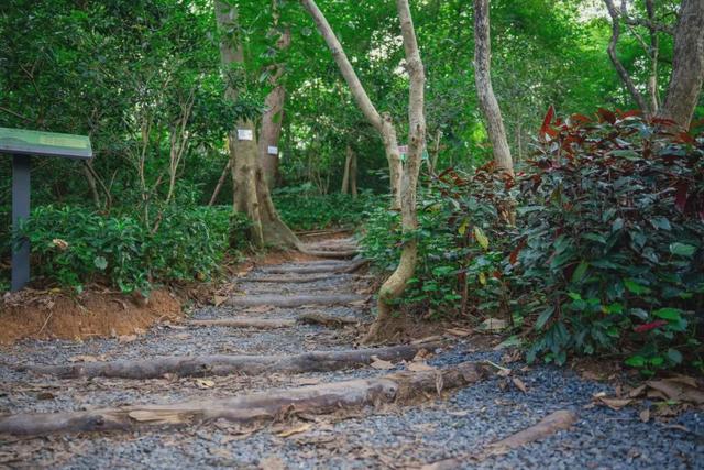 绿美云山丨以森林入药 漫享云山身心疗愈