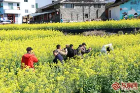 霞浦：油菜花海美如画 春日盛景醉游人图片