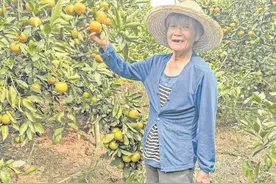 3万公斤橘子滞销 果农婆婆盼人去采摘图片