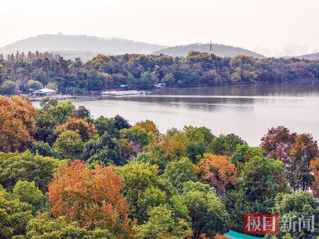 武汉东湖磨山披“彩衣”，深秋画卷引客来