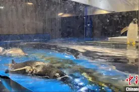 世界环境日特写：六只企鹅宝宝回家路图片