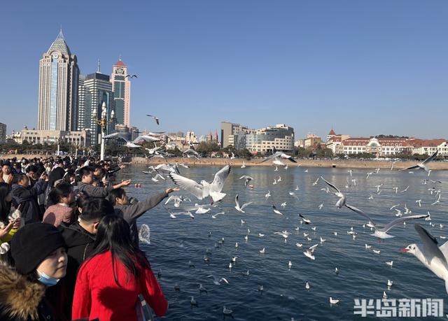 冬日人鸥共舞绘就和谐图景