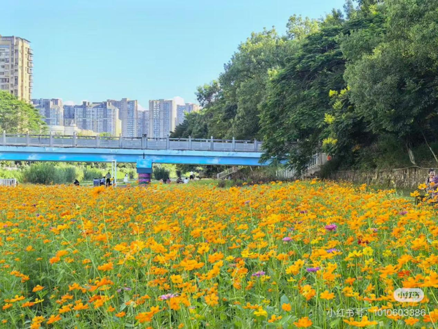 龙岩新罗赏秋指南！这些出片好景满满的氛围感~