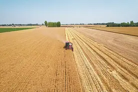 保定400余万亩小麦丰收在望图片