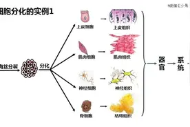 不要高估干细胞行业图片
