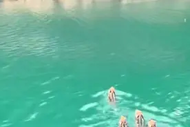 黄山太平湖四头野猪游泳渡湖，当地：能否遇到全凭运气图片