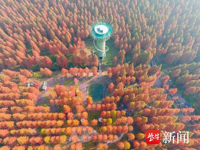 黄海森林：红杉入画来，赏景正当时