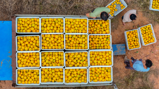 这个周末，来赣州摘脐橙！
