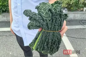 皱叶菜，你吃过吗？它是武汉一家企业培育的独家品种图片