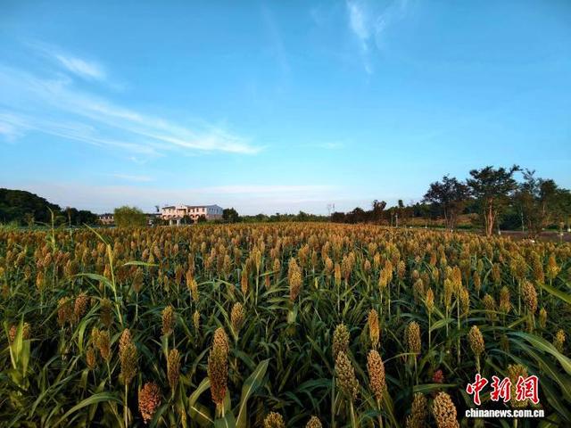 绿道旁的高粱红了 成都秋日悄然涂上“丰收的颜色”