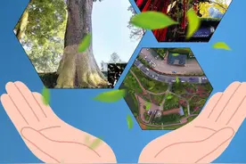 法博士普法微课堂｜第六十二期：以法筑堤 保护古树名木 留住绿意乡愁图片