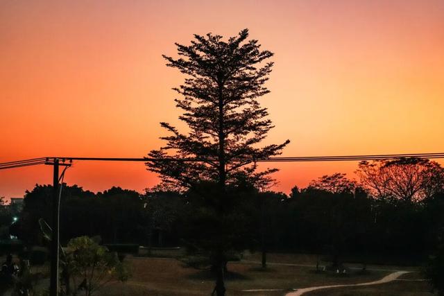 里水落羽杉红了！这些打卡点最出片→