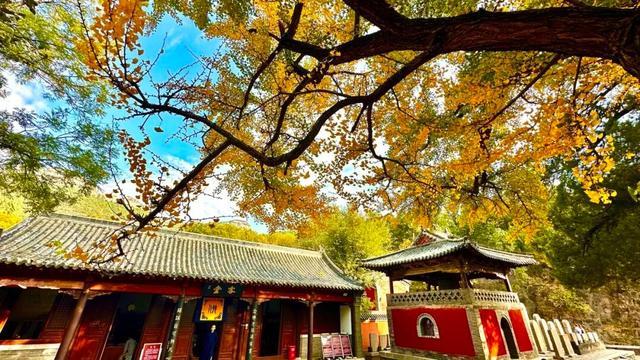 周末走起！济南有处“私藏秘境”：二重金色，千年之约！古银杏树+古刹，美出静谧诗意~~