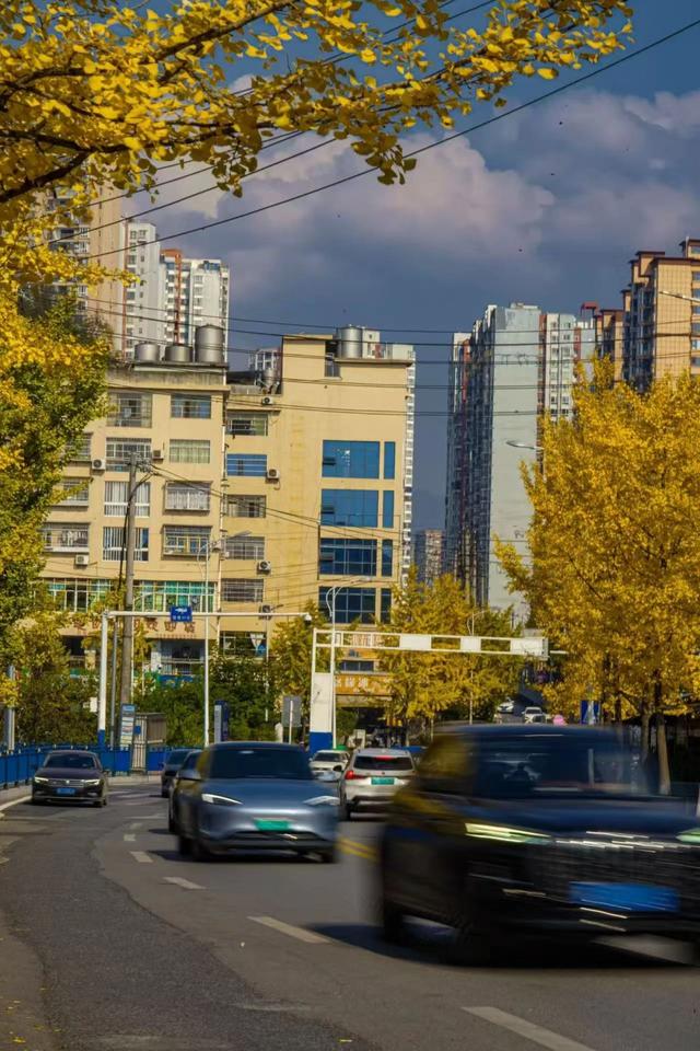 【天眼图片】仁怀冬日限定美景上线 满城银杏披“金衣”