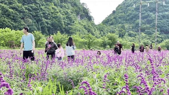 五一游长顺 青山绿水畅享惬意