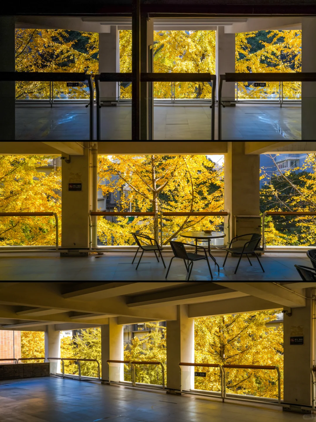 上海市中心“黄金大道”已上线！还有绝美银杏露台→