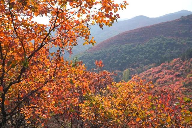 看万山红遍！河南官方发布赏红叶指南→
