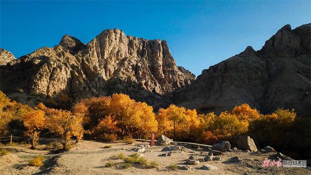 敦煌：秋染悬泉谷 胡杨绘画卷