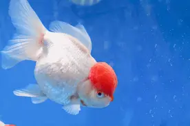 免费！福州西湖公园上新！图片