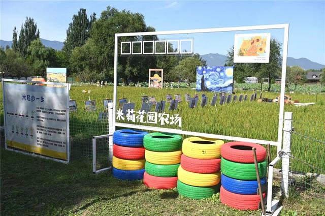 抓螃蟹、割稻子、做稻草人……就在海淀这个稻田艺术节——