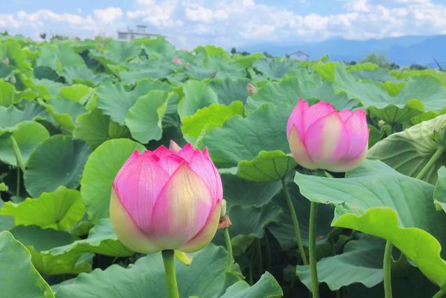 旅居大理｜鹤庆草海：荷风入馔，舌尖收藏夏日限定