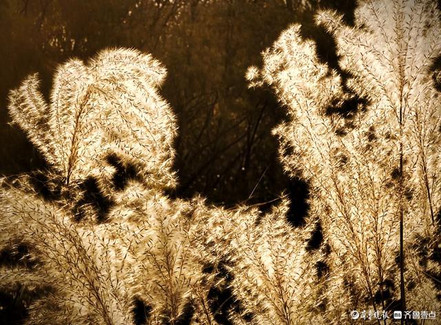 沂河岸边荻花开，如诗如画随风摆