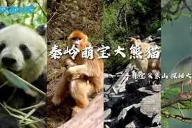 寻宝父亲山 探秘大秦岭——秦岭萌宝大熊猫图片