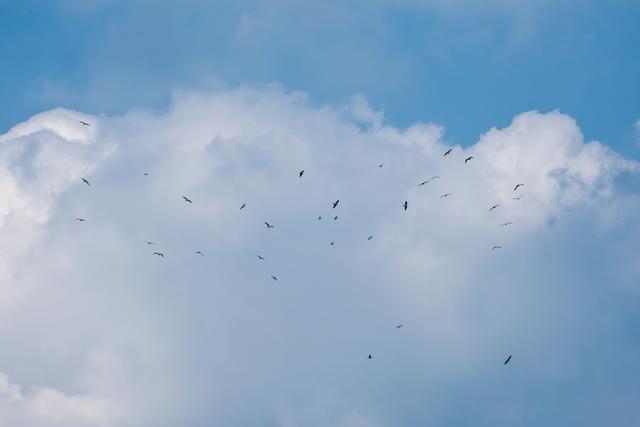 暖阳伴鸥舞 东安湖畔享周末好时光