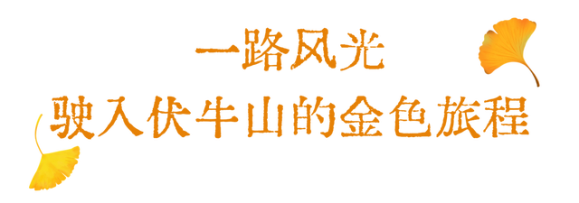 “刷爆”洛阳人朋友圈的金色，谁看谁心动～