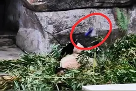 重庆动物园大熊猫“兰香”被扔可乐瓶 园方：“兰贵妃”无碍，不良游客已被警方控制图片