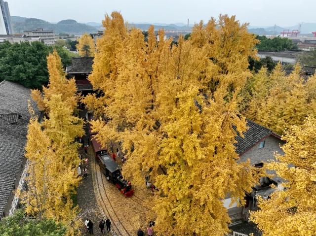 刷屏预警！高坪六合银杏进入 “半黄半绿” 阶段，周末约去~