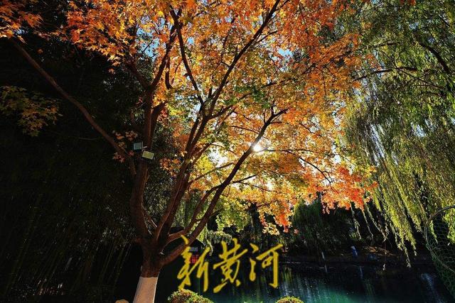 趵突泉公园万竹园内枫叶进入最佳观赏期，泉畔“枫”景独好