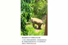 网友称在野象谷目击6年前城中漫步野生亚洲象“阿宝”，相关部门：阿宝确已放归图片