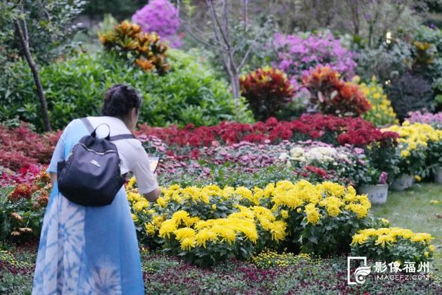 来啦！福州人等了一年的金秋雅事，本周开幕