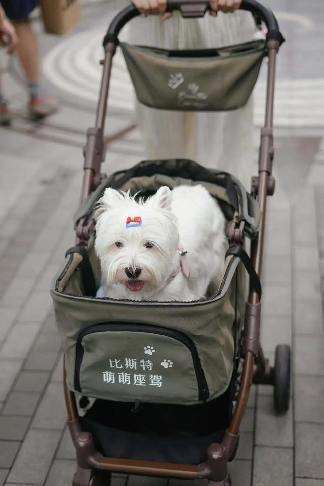 上海夏日｜微风解暑 绿意漫游