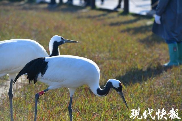 中美青少年相聚江苏盐城，以鹤为媒与世界对话