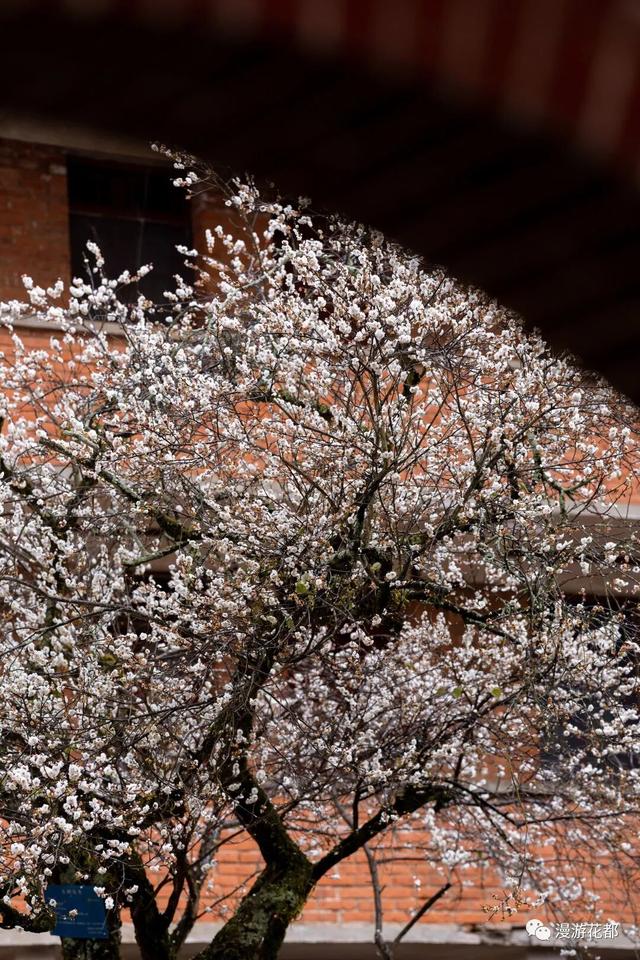 邂逅“梅”好时光！昆明超详细赏梅攻略来了