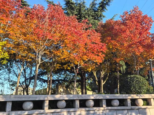 市北“拍了拍”你，抓住秋天的小尾巴