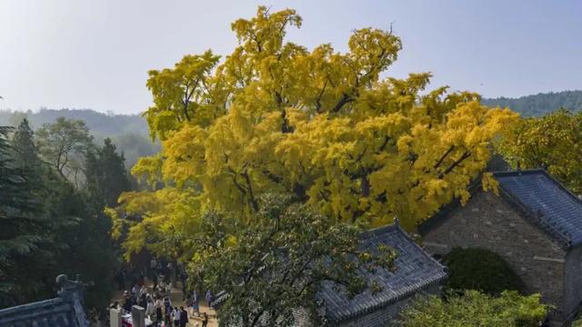 央视报道！就是现在！最佳赏叶期！还有玩法大升级……