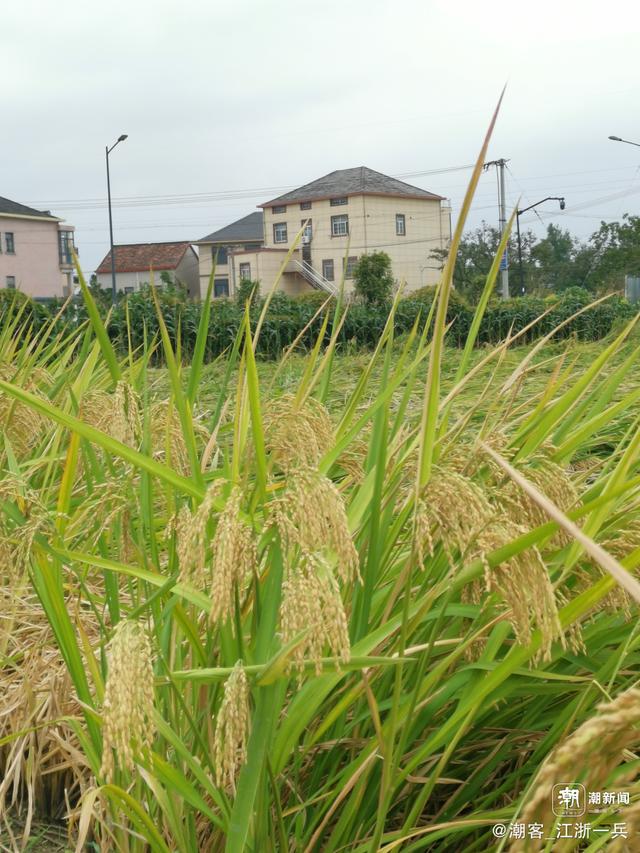 写点生活｜重阳节前游良渚