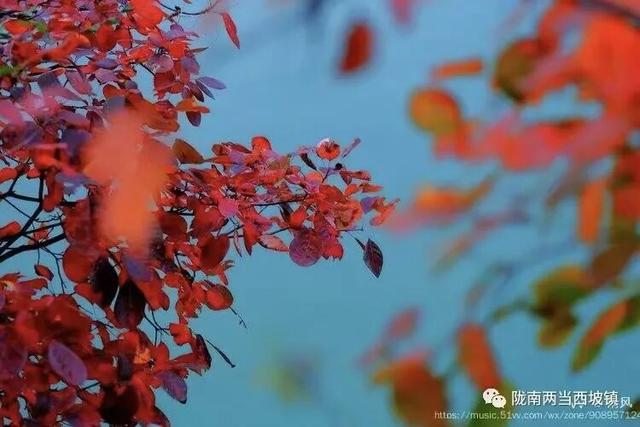 西坡镇：10月必推！最美红叶观赏地，满山红叶美得像油画！