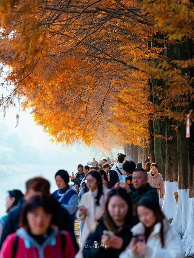 别错过，成都公园里的绝美冬景！