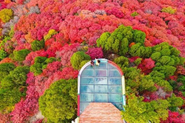 总是会反复爱上潍坊的秋天！